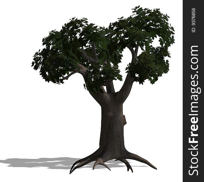 3D Render Of A Loardleaf Tree With Shadow