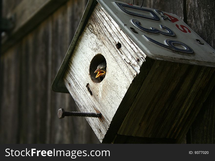 A bird peeks its head out of the hole of a birdhouse made of recycled materials. A bird peeks its head out of the hole of a birdhouse made of recycled materials.