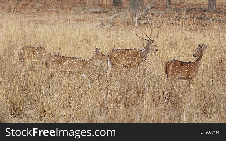 A group of Indian spotted dears with the male at the centre having long articulated horns can be seen in the photo.This is shot at one of the most popular sanctuaries of Central India ,called Bandavgarh Tiger Reserve. A group of Indian spotted dears with the male at the centre having long articulated horns can be seen in the photo.This is shot at one of the most popular sanctuaries of Central India ,called Bandavgarh Tiger Reserve.