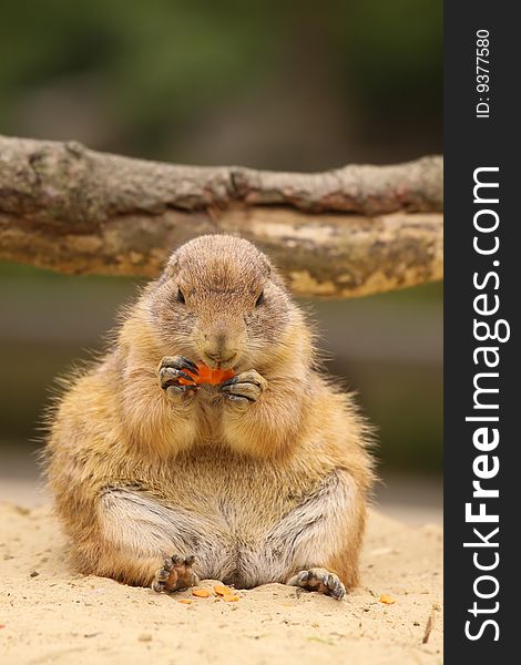 Animals: Cute little prairie dog sitting and eating carrot