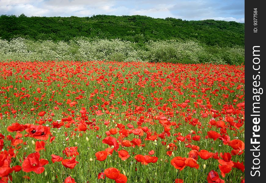 Red poppies in a meados at springtime. Red poppies in a meados at springtime