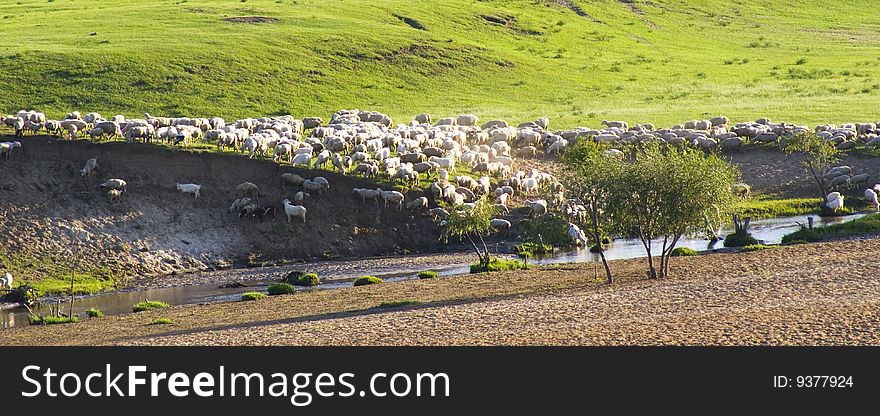 A group of  sheep  in the  grassland. A group of  sheep  in the  grassland