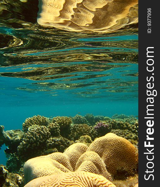 Reflexion of corals in a sea surface (a sight from under waters). Reflexion of corals in a sea surface (a sight from under waters)