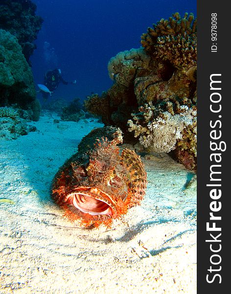 Red Sea, Stone Fish, Egipt, underwater foto. Red Sea, Stone Fish, Egipt, underwater foto
