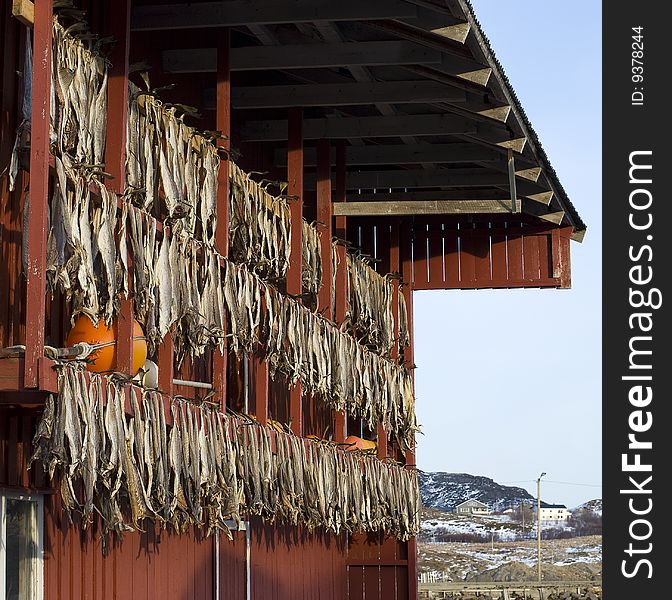 Several fish hung to dry at a red boat house in northern Norway