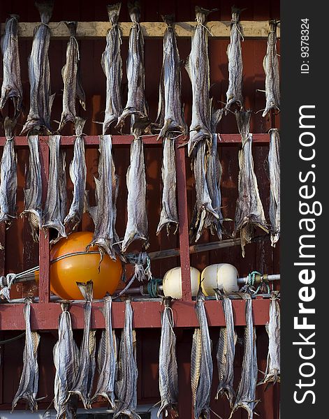 Several fish hung to dry at a red boat house in northern Norway