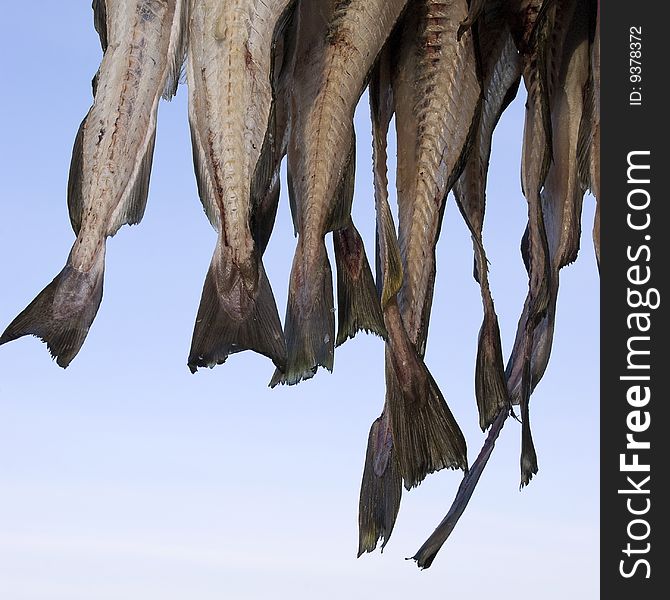 The tail of several fish hung to dry in northern Norway