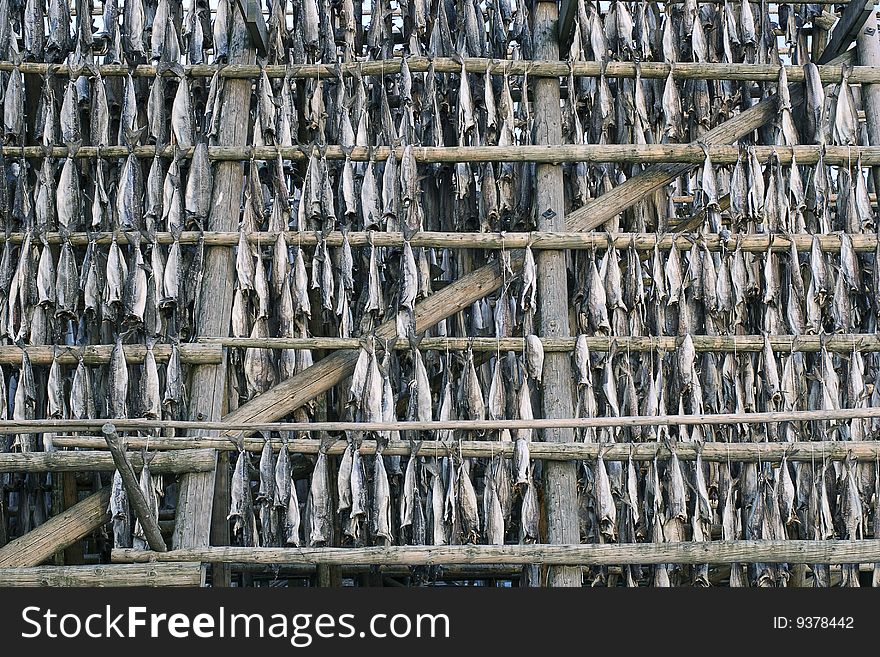 Several fish hung to dry at a so called hjell (a frame made to hang the dried fish at) in  northern Norway