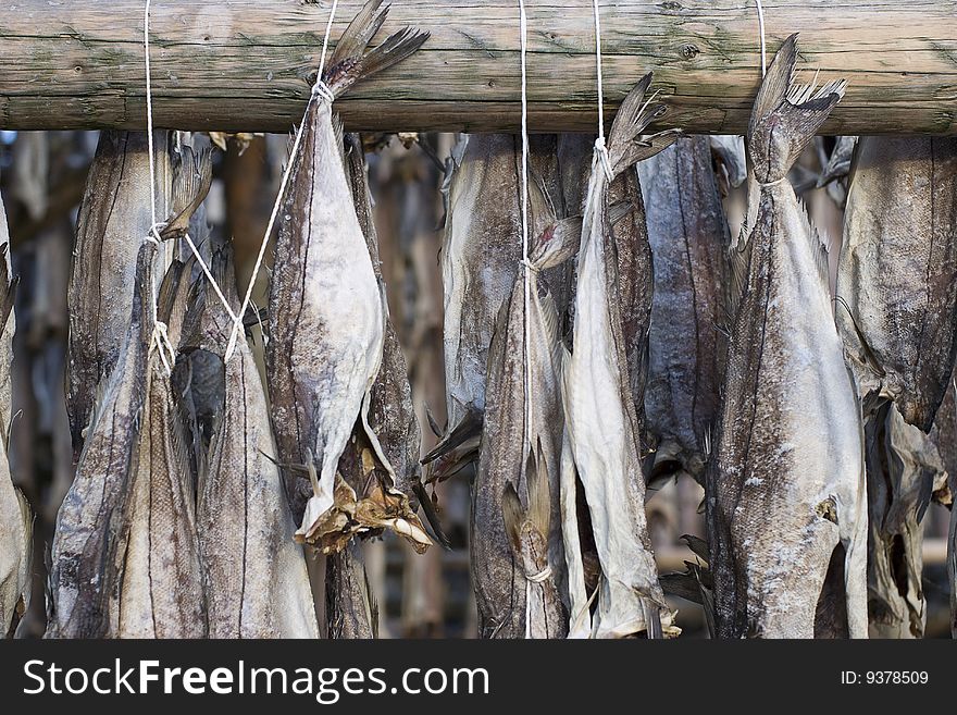 Several fish hung to dry at a wooden pole with some white string.