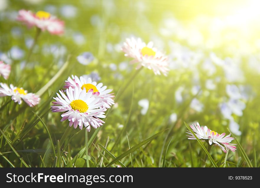 Daisy flowers on the sunny day (Shallow DOF). Daisy flowers on the sunny day (Shallow DOF)