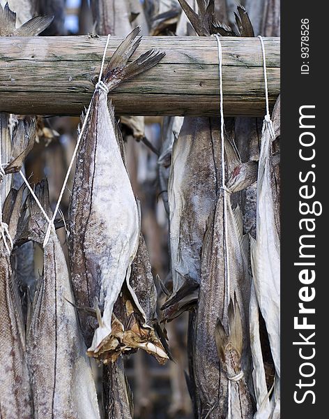 Several fish hung to dry at a wooden pole with some white string.