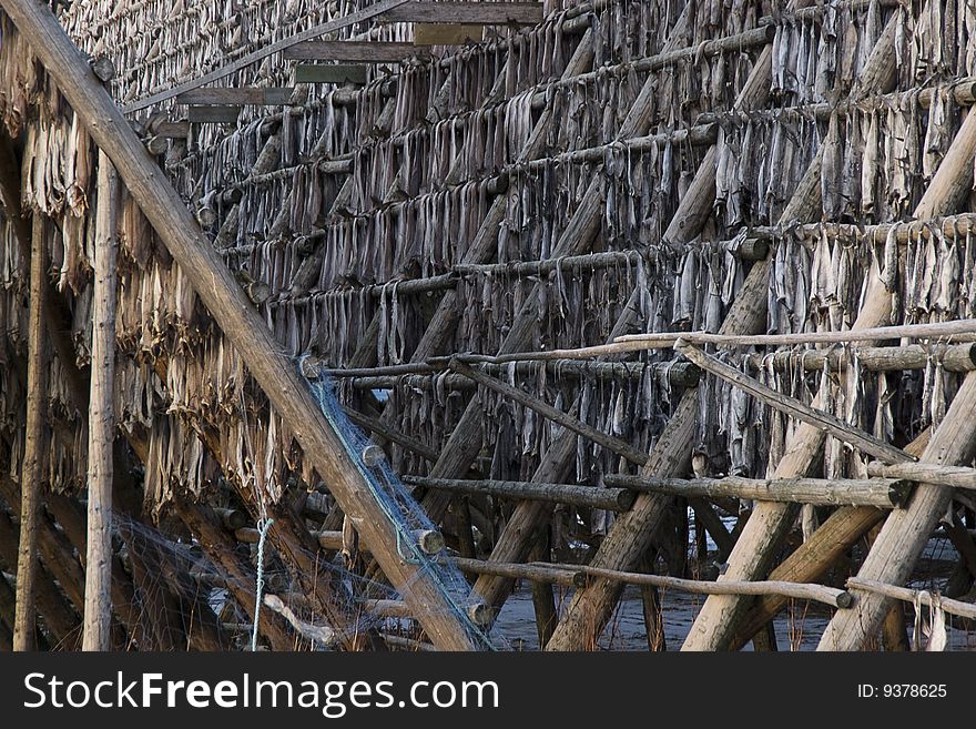 Several fish hung to dry at a so called hjell (a frame made to hang the dried fish at) in northern Norway