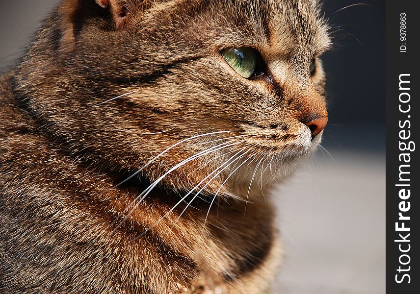 Closeup of a Hungarian house cat. Closeup of a Hungarian house cat