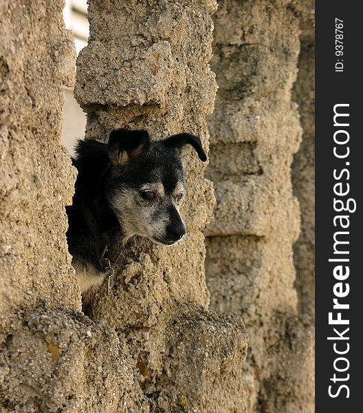 Little dog head among fence.