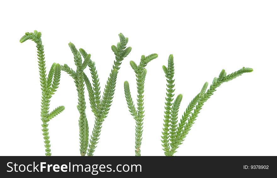 Close up of houseplant isolated on white background