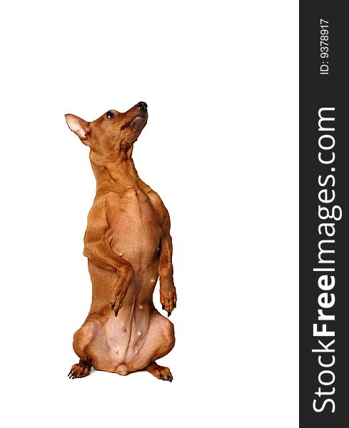 Red miniature pinscher sitting vertically with forepaws up.