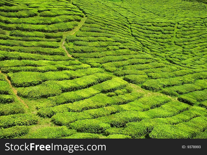 An image of a tea valley in the Highlands in Northern Malaysia