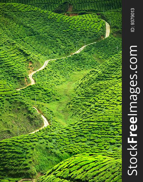 An image of a tea valley in the Highlands in Northern Malaysia