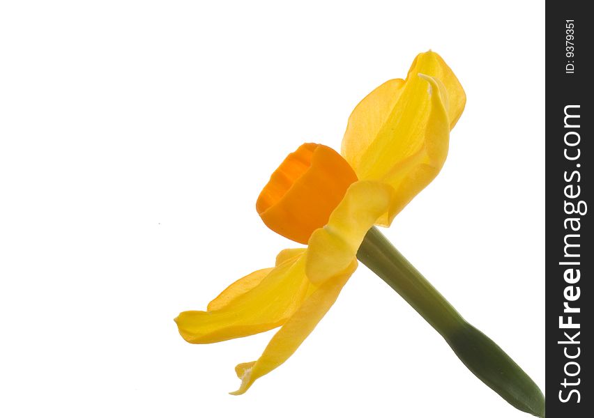 Daffodil and stem isolated on white background. Daffodil and stem isolated on white background