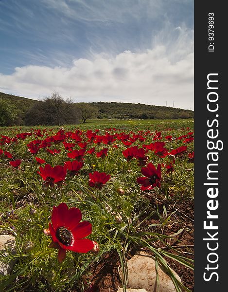 Poppies with blue sky shot from low level