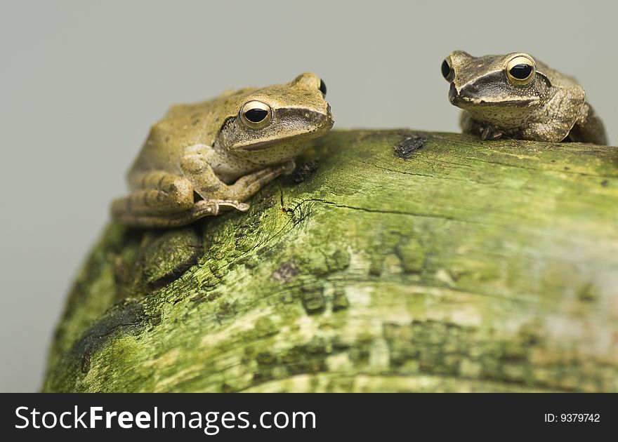 Two frogs resting on a log