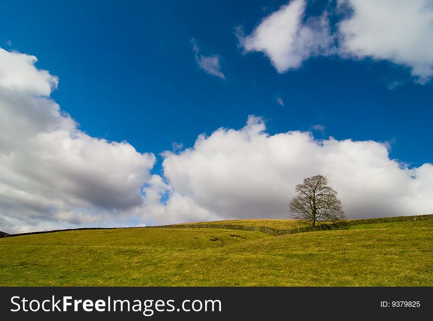 Field, Tree And Sky