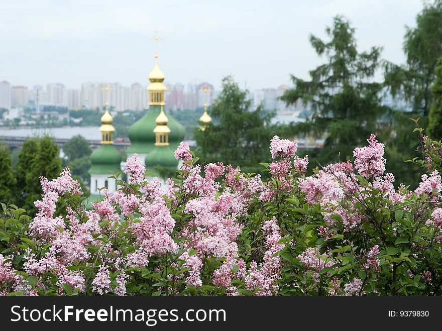 Tender flowers of lilac tree and a church. Tender flowers of lilac tree and a church