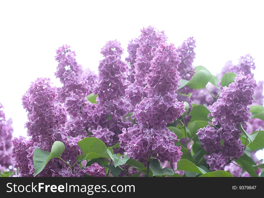 Closeup of tender flowers of lilac tree. Closeup of tender flowers of lilac tree