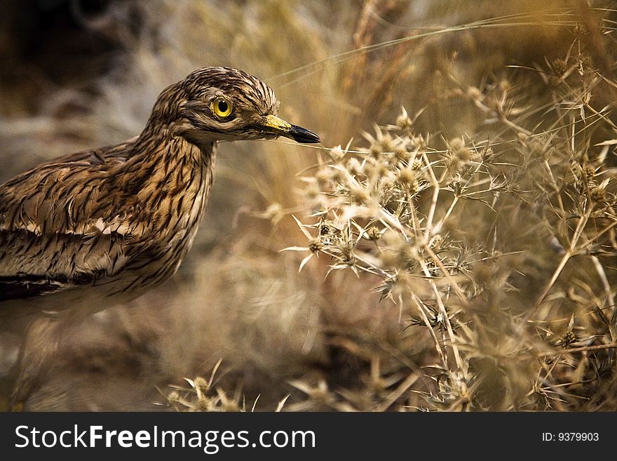 Stuffed bird in dry vegetation with sepia colors