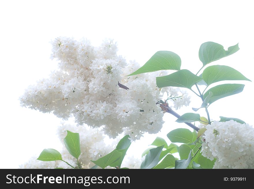 Closeup of tender flowers of lilac tree. Closeup of tender flowers of lilac tree