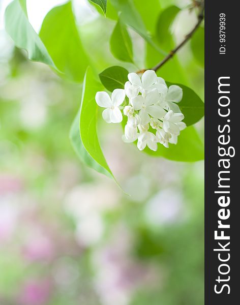 Closeup of tender flowers of lilac tree. Closeup of tender flowers of lilac tree