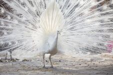 White Peacock Shows Its Tail Feather Stock Photography