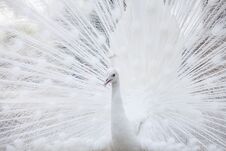 White Peacock Shows Its Tail Feather Stock Photography