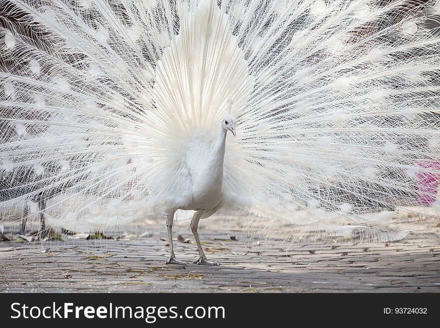 White Peacock Shows Its Tail Feather