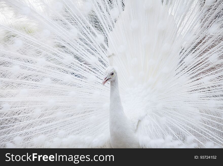 White peacock shows its tail feather