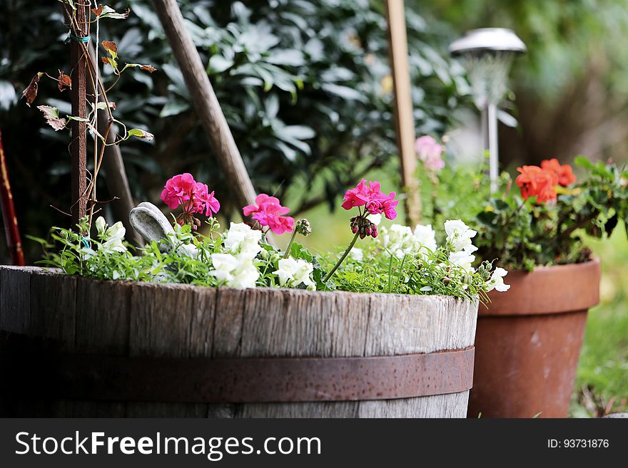 A home garden with flowers in pots and old barrels. A home garden with flowers in pots and old barrels.
