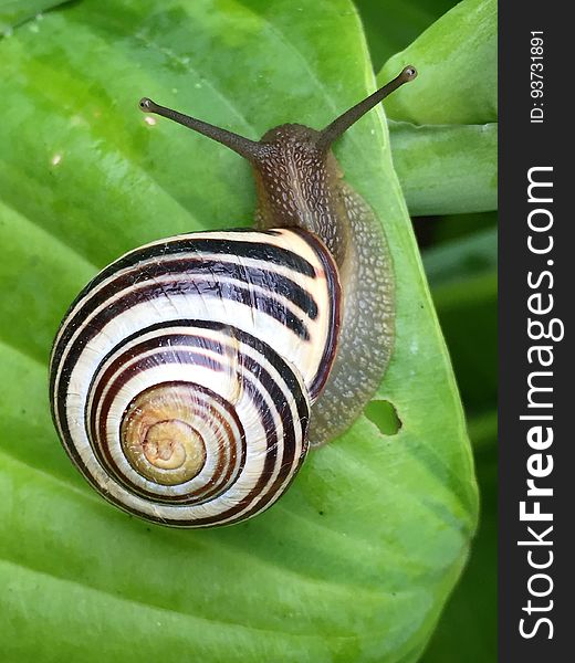White Black and Brown Snail on Green Leaf