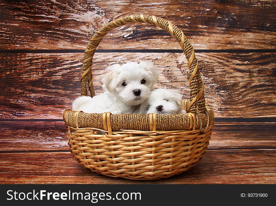 Two Maltese dogs (mother dog and puppy perhaps) inside a wicker shopping basket placed on a brown wooden floor. Two Maltese dogs (mother dog and puppy perhaps) inside a wicker shopping basket placed on a brown wooden floor.