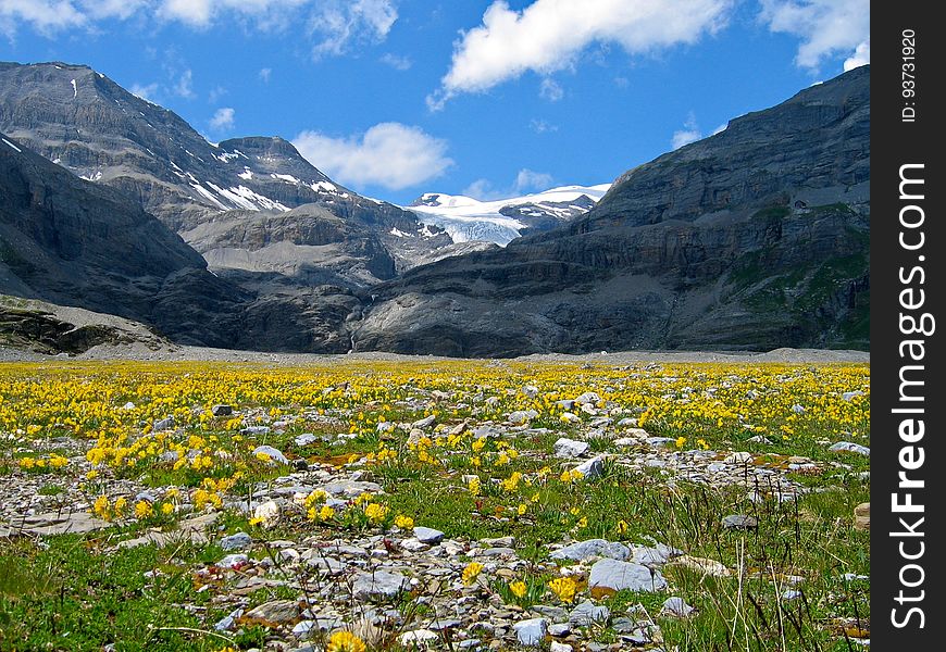A field with yellow flowers and rocky mountains in the background. A field with yellow flowers and rocky mountains in the background.