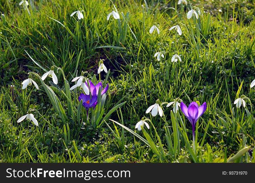 Crocus flowers and snowdrops on a meadow in the spring. Crocus flowers and snowdrops on a meadow in the spring.