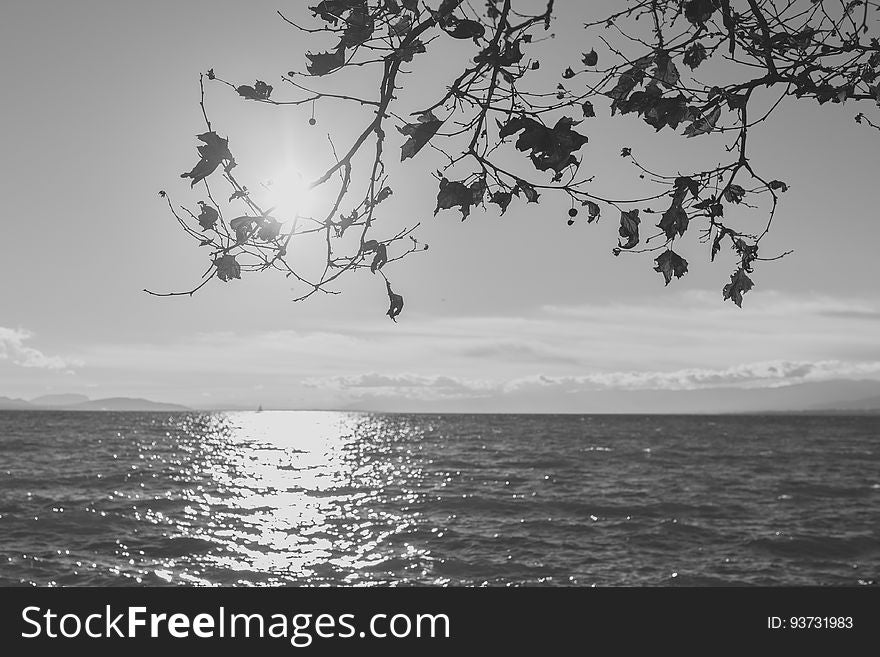 Silhouette of Tree Across Sea during Daytime