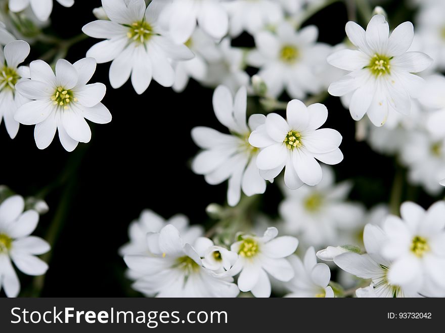 Closeup of delicate white blossoms.