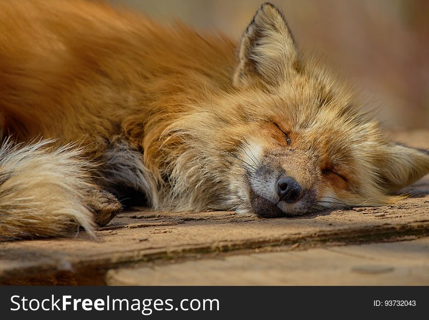 Sleeping Fox