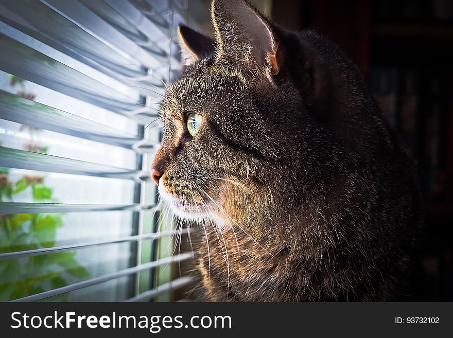 Portrait of domestic cat looking through blinds on sunny window. Portrait of domestic cat looking through blinds on sunny window.