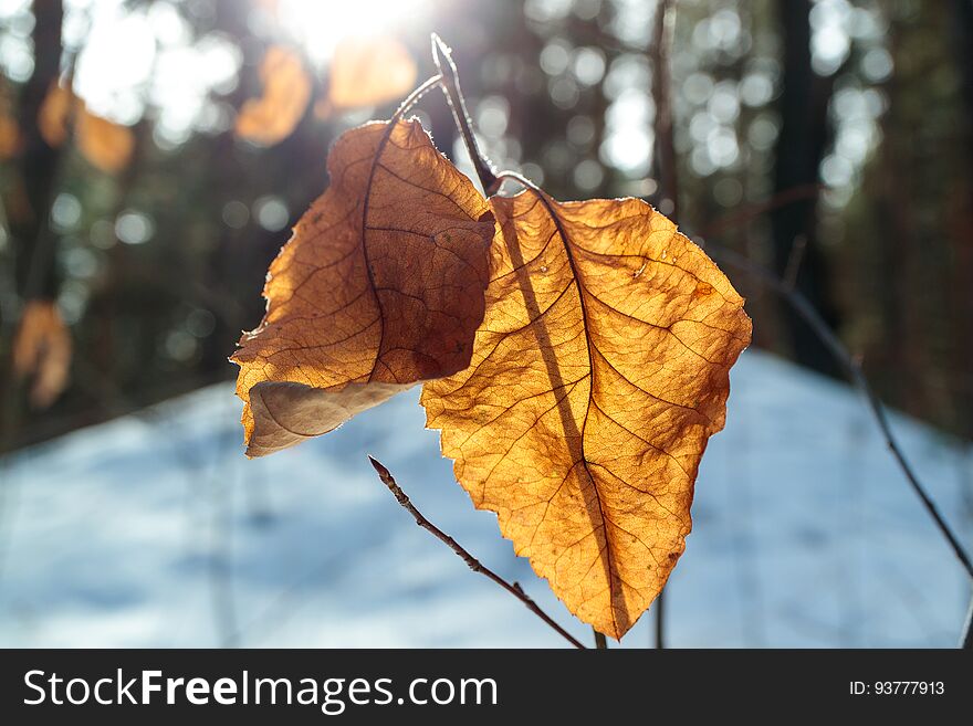 Dry leaf in the sun in winter