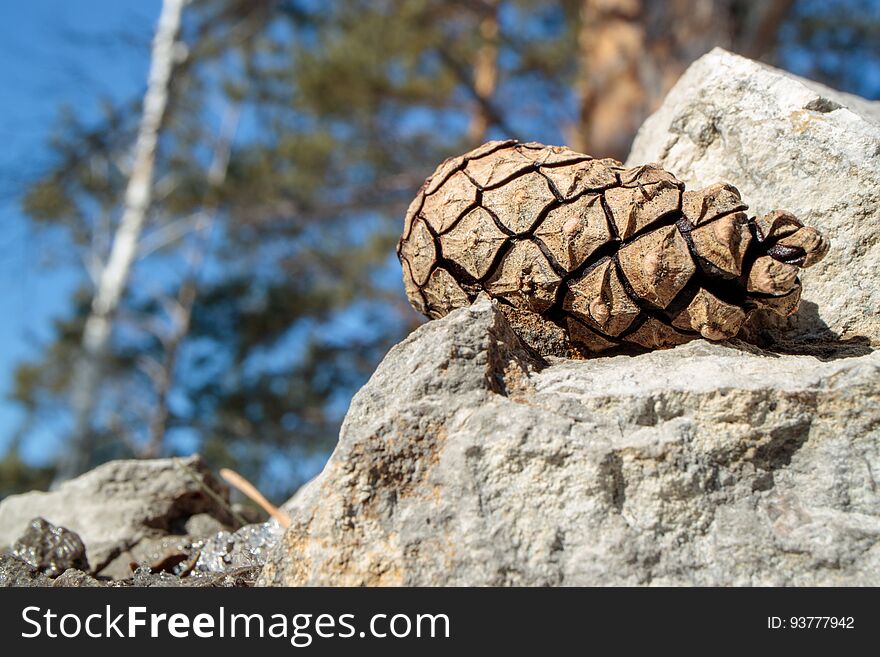 Pine cone on stone and blue sky