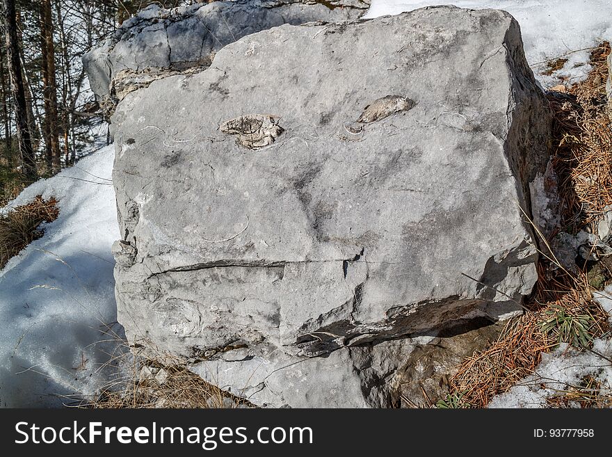 Nature-created face on a rock in the woods