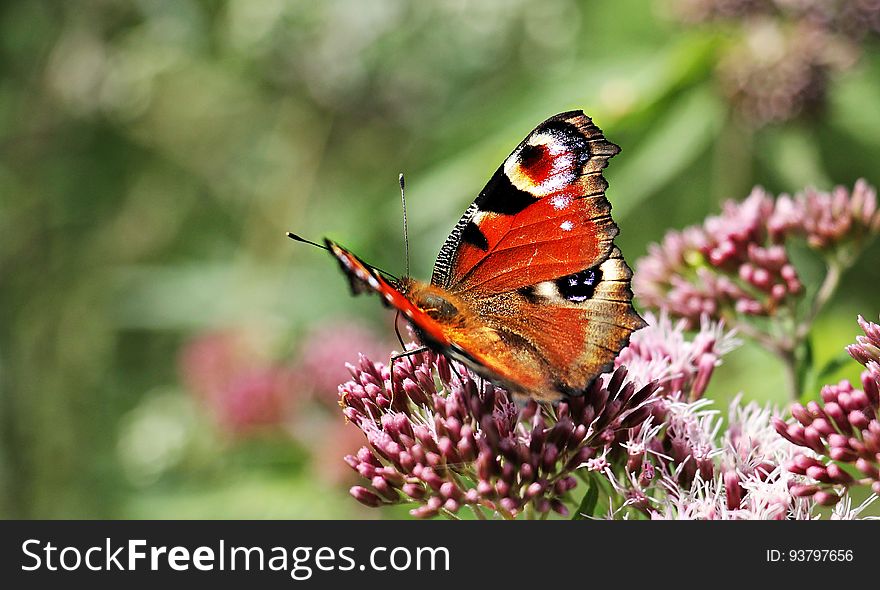 Brown Black And White Butterfly On Purple Flower Bud