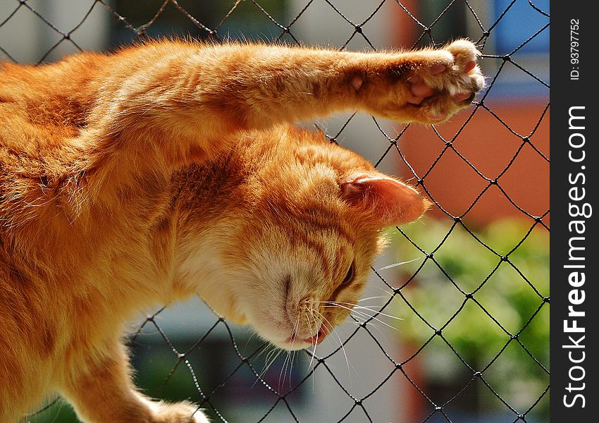 Orange Tabby Cat on Black Rope Link Fence