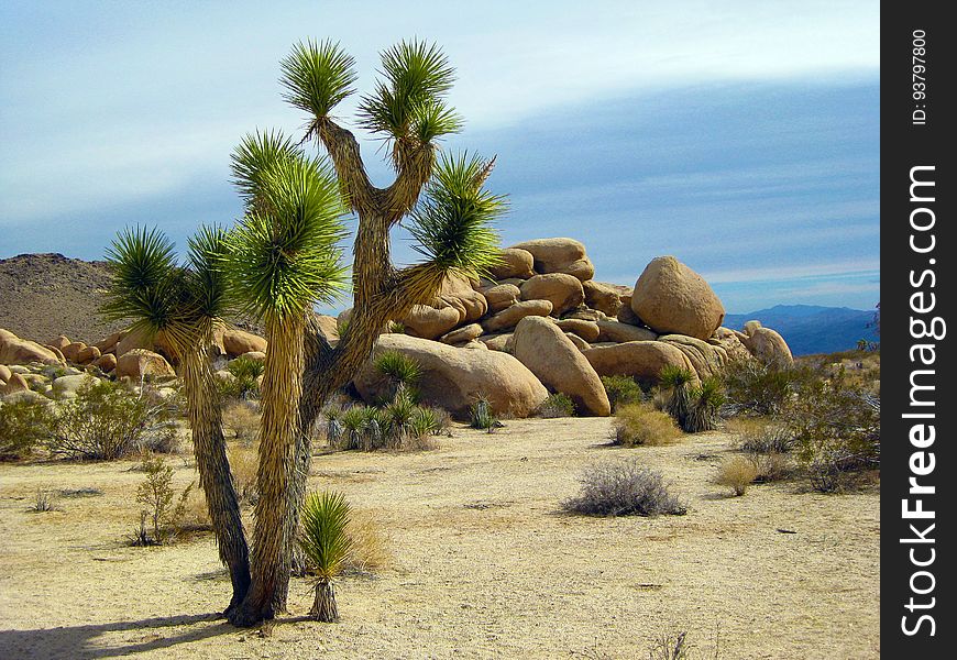 Joshua trees in a desert region of California.